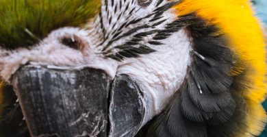 Aventuras Amazónicas: Descubre la Selva de Perú