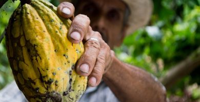 Viaje al Origen: Cacao Natural de Brasil